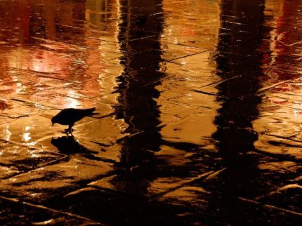 Crow rainy street